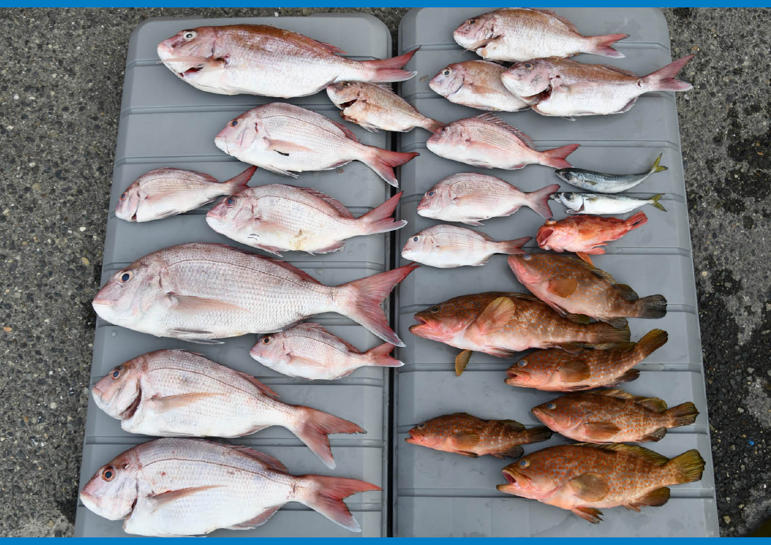 厚生労働省に確認した 気分をへし折る アニサキス 人間の 胃の壁 に侵入 アニサキスの幼虫 の正しい知識 ワールドジェットスポーツマガジン 厚生労働省に確認した 気分をへし折る アニサキス 人間の 胃の壁 に侵入 アニサキスの幼虫 の正しい知識 ワールドジェットスポーツマガジン