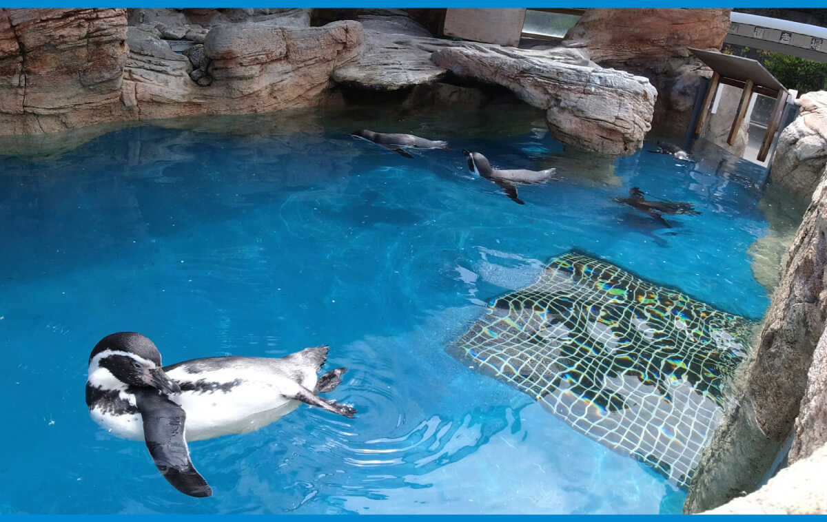 動画】大阪湾、今年限りのオススメ。ジェットスキーで行く「みさき公園