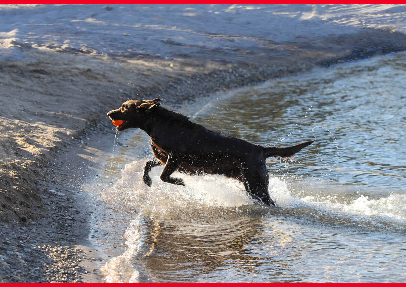 犬とジェット乗りの幸せな関係 ジェットスキー 水上バイク コラム ワールドジェットスポーツマガジン 犬とジェット乗りの幸せな関係 ジェットスキー 水上バイク コラム ワールドジェットスポーツマガジン