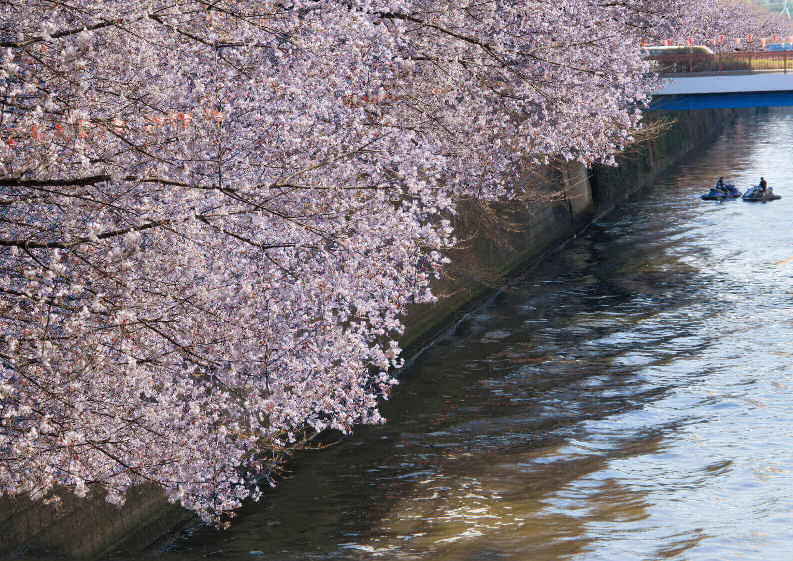 桜満開の季節、“今”が最も恐い 無法者の「水上バイク」は来るな！1台でも「目立ちたがり屋さん」怯える ショップ店長の“憂鬱な春”        ジェットスキー（水上バイク）